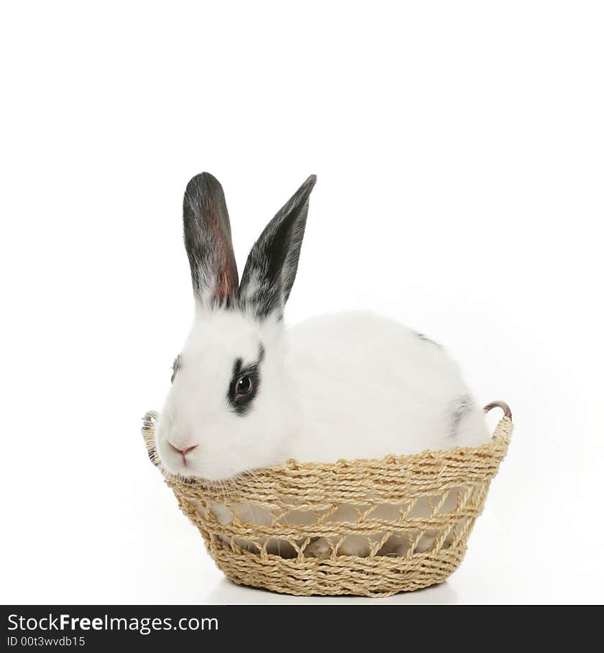 Cute bunny isolated in a basket on white background