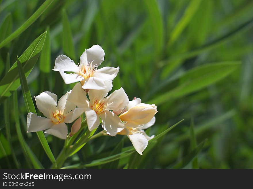 Yellow-white Flower