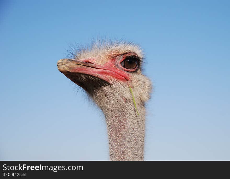 Portrait of a funny ostrich close-up. Portrait of a funny ostrich close-up