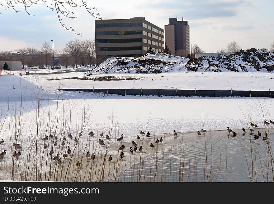 Waterfowl in snowy landscape