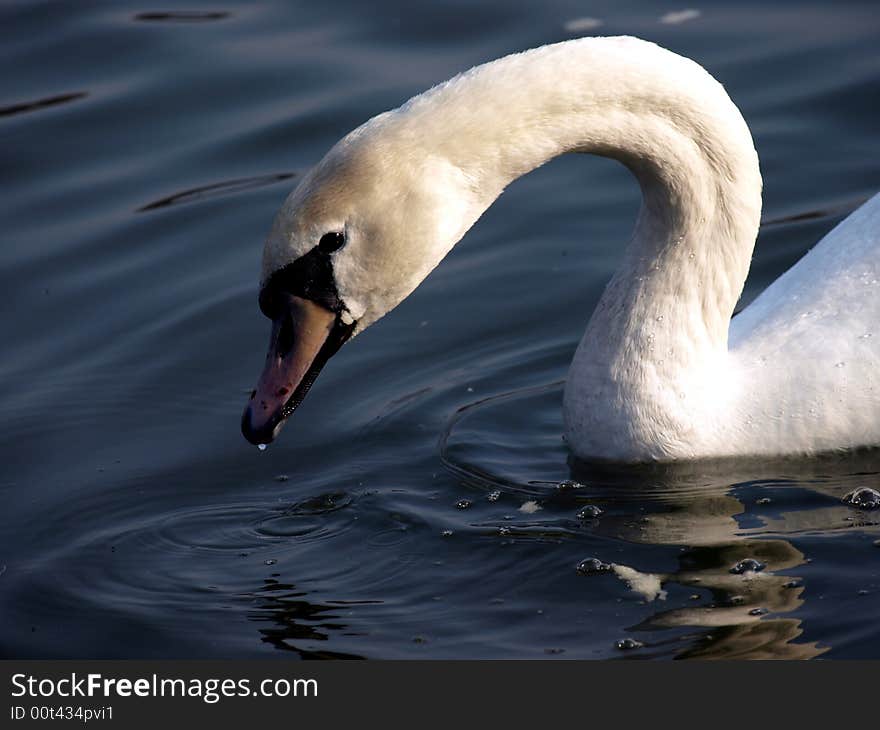 Swan