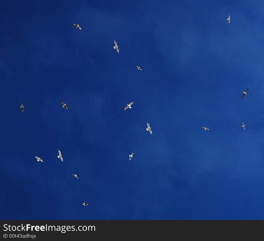 Flock Of Gulls