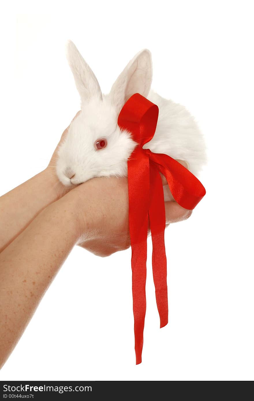 Small, white rabbit on hands, albino. Small, white rabbit on hands, albino