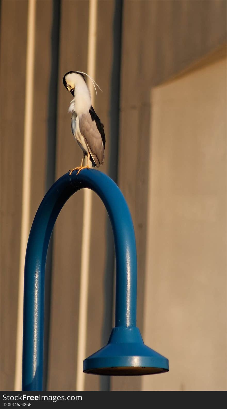 A Black Crowned Night Heron scratches while perched atop a blue lamppost. A Black Crowned Night Heron scratches while perched atop a blue lamppost.