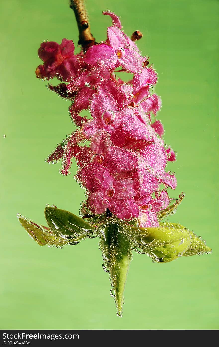 Flowers in the water