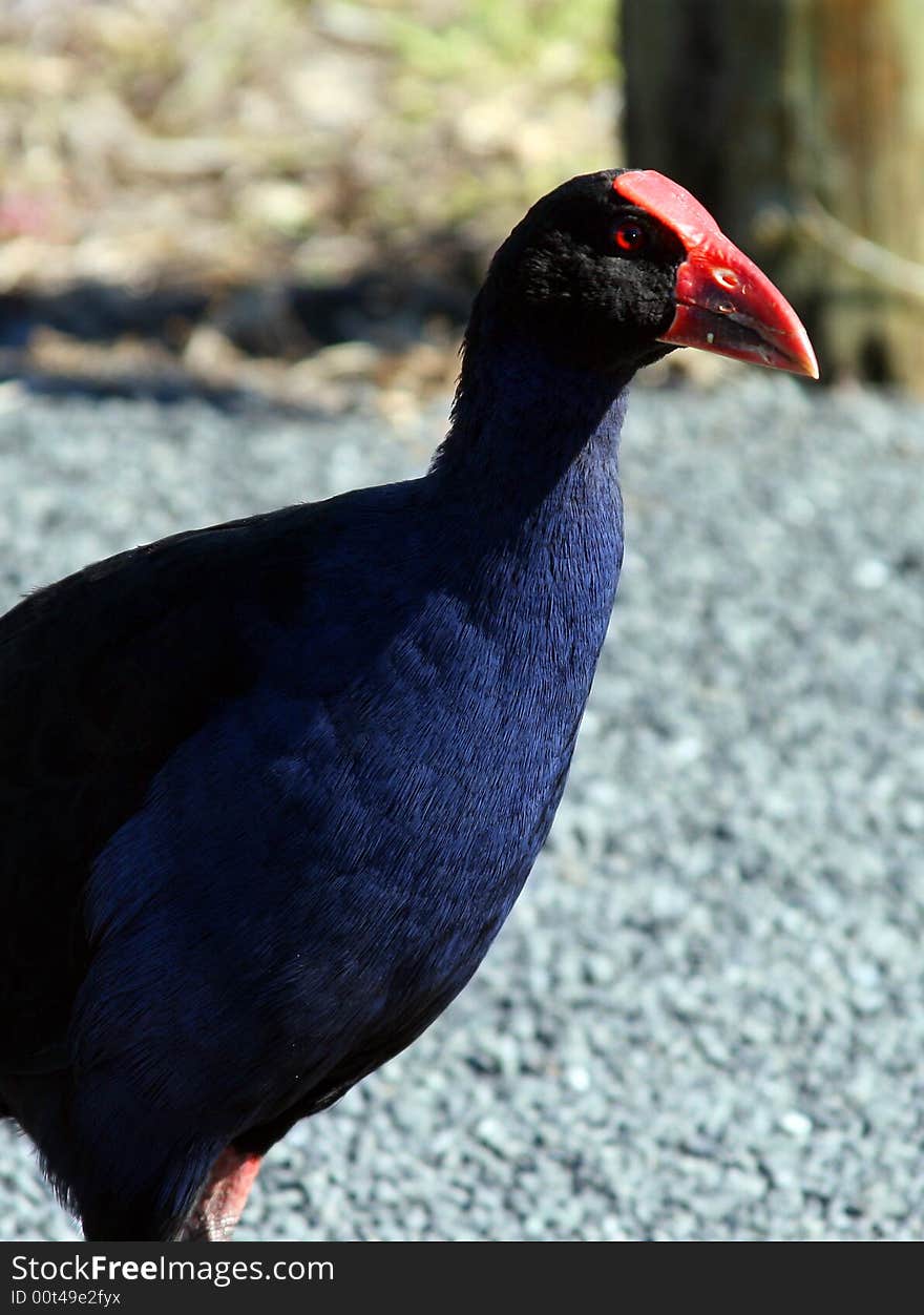 A hungry Pukeko waits for food. A hungry Pukeko waits for food