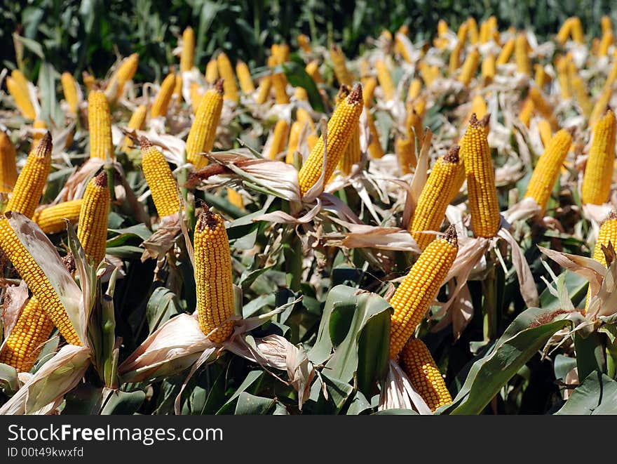 Corn land in their full color