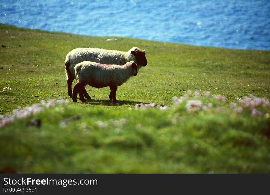 Sheep at coastline