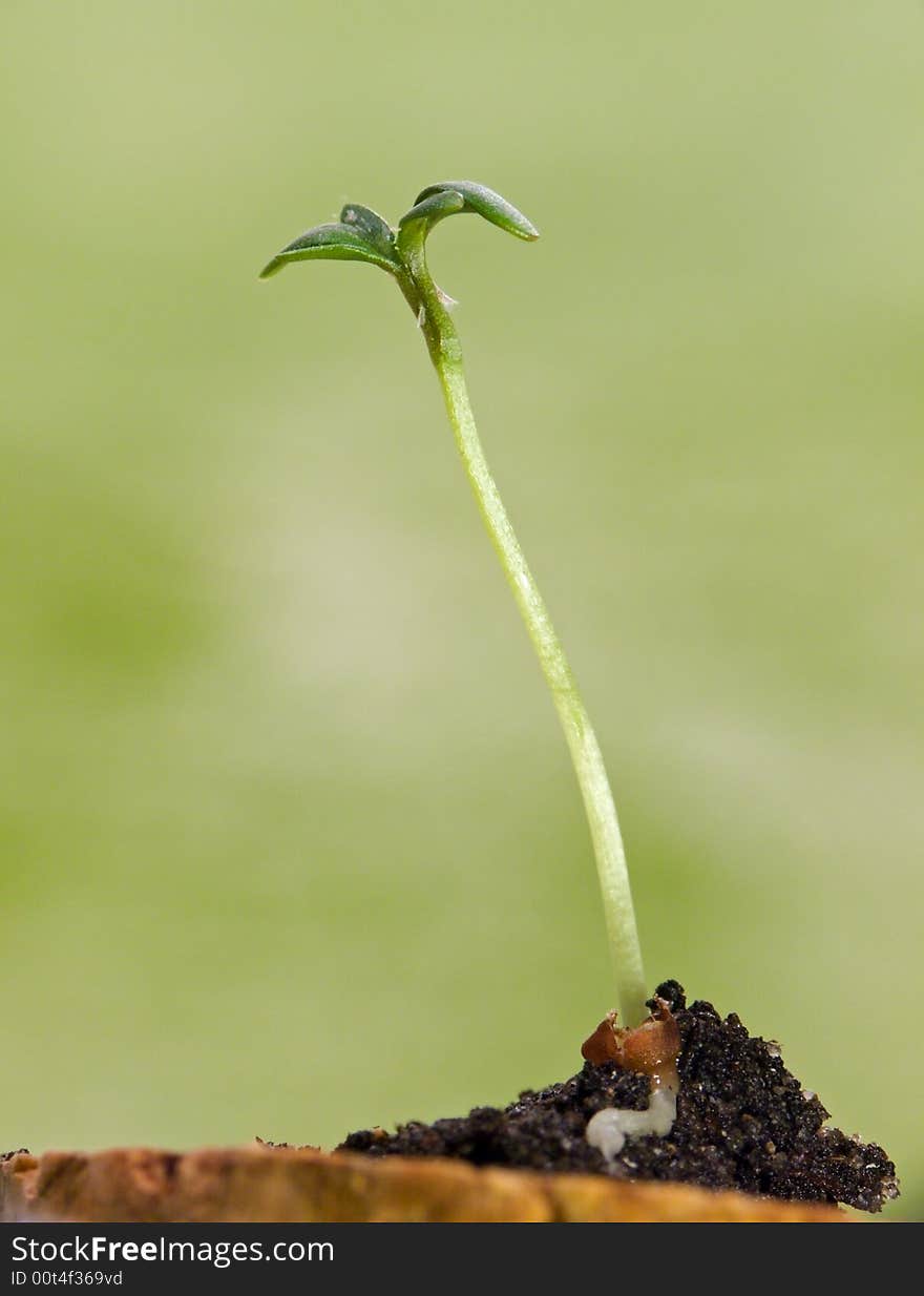 Young Cress