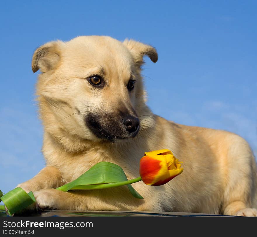 Close-up puppy dog with tulip in forefoots against blue sky background