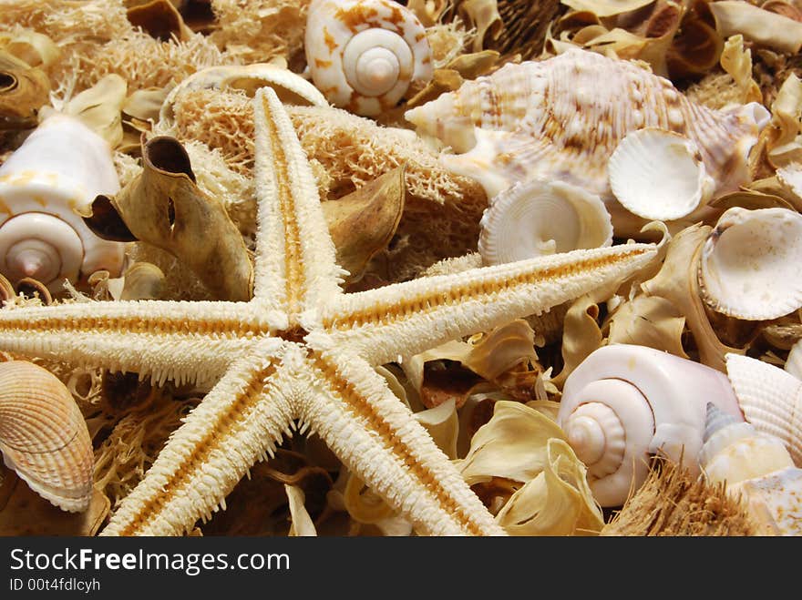 Potpourri with starfish