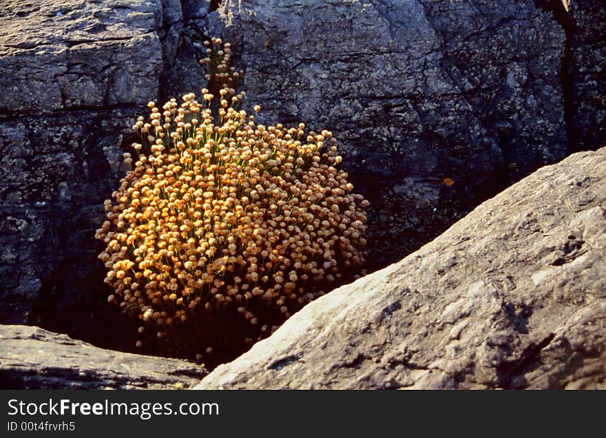 Small Plants Between Rocks At Coast-line