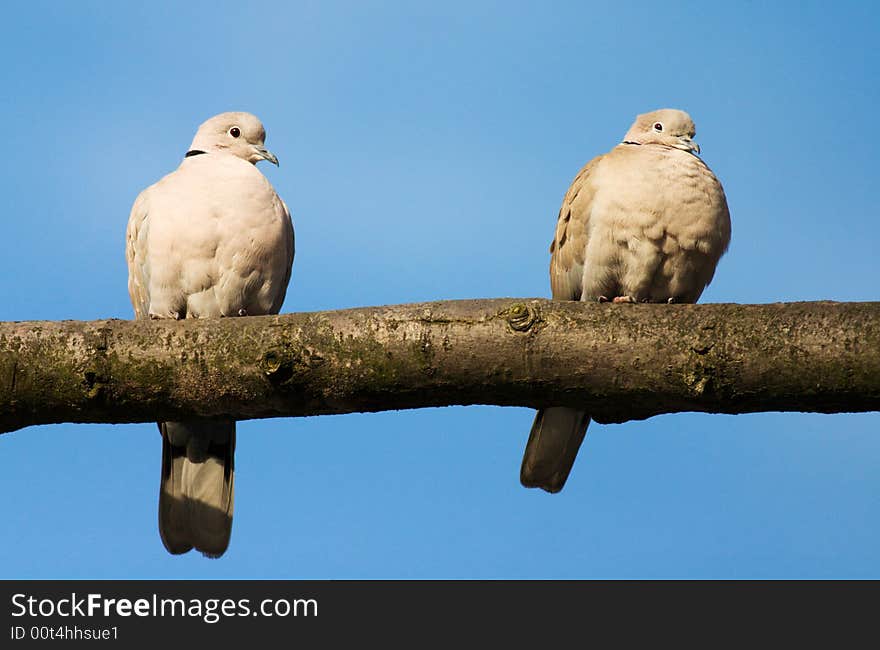 Two love birds against blue sky