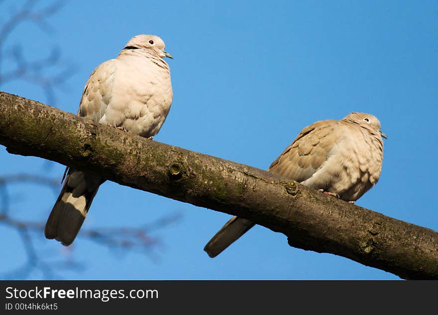 Two love birds against blue sky