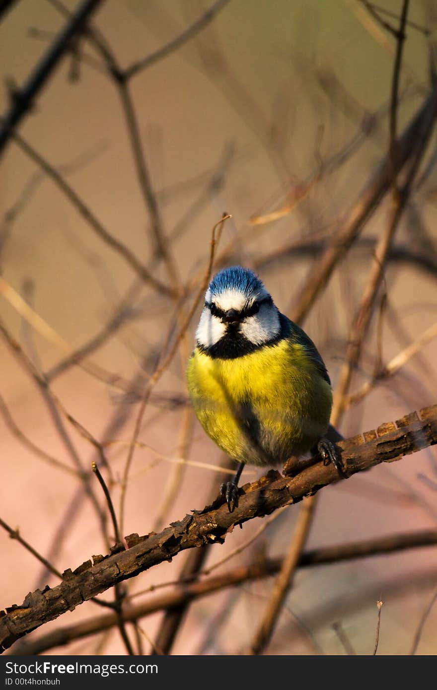 A blue tit sitting on the branch