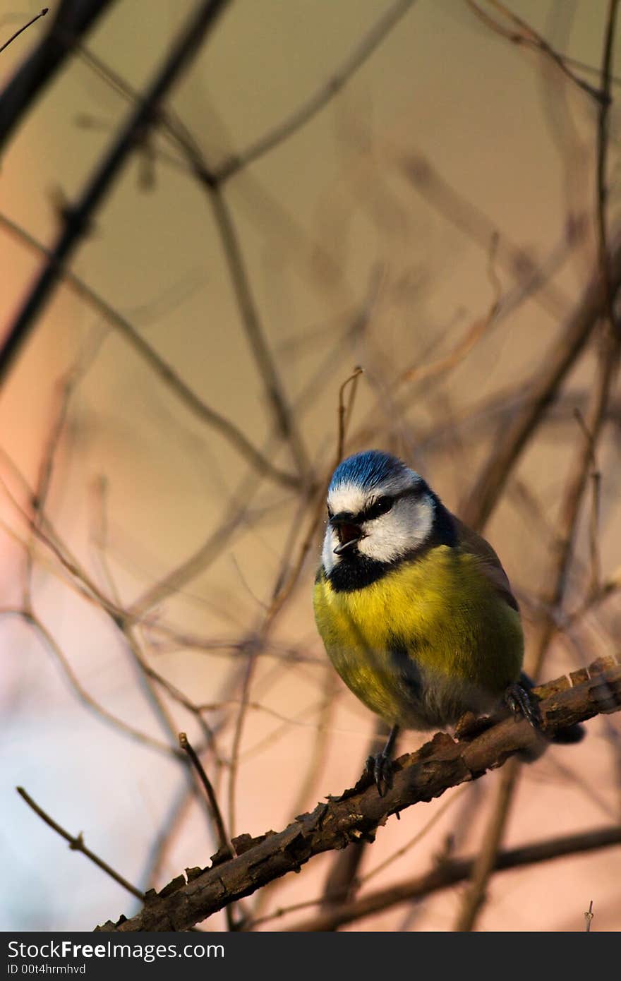 A blue tit sitting on the branch