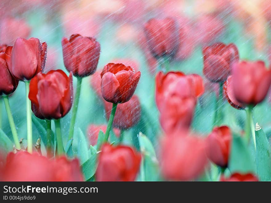 Beatiful tulips,shot in the liberation park in wuhan,smiling in the rain