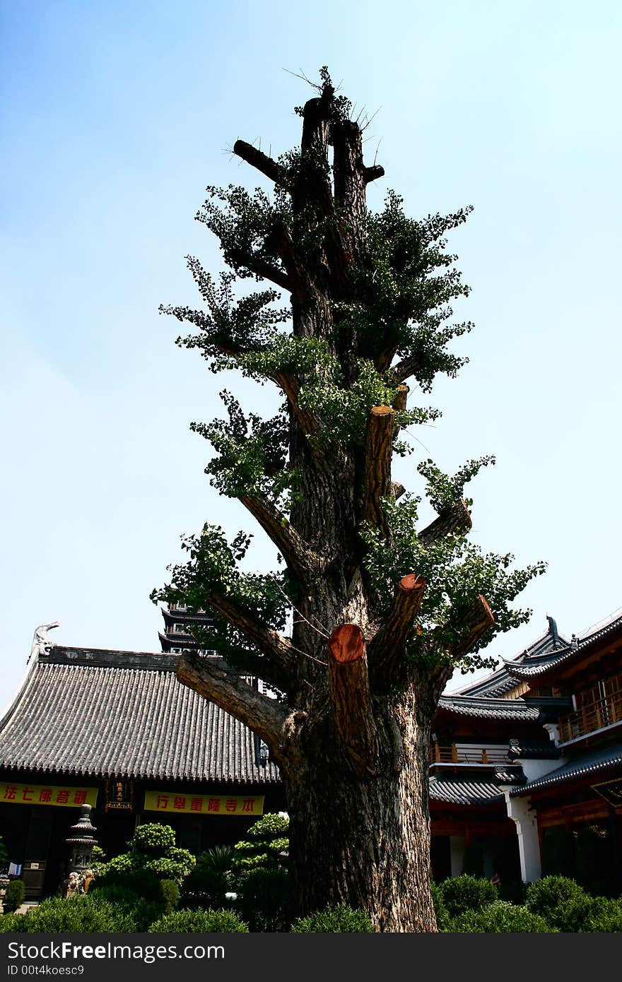 Old huge tree in the chinese temple. Old huge tree in the chinese temple