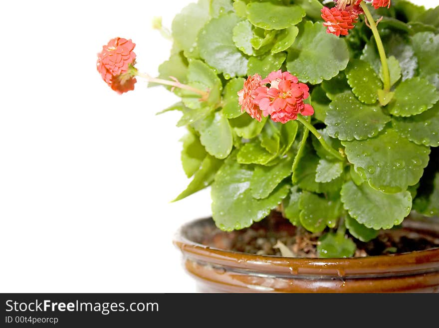 Beauty indoors plant isolated on white