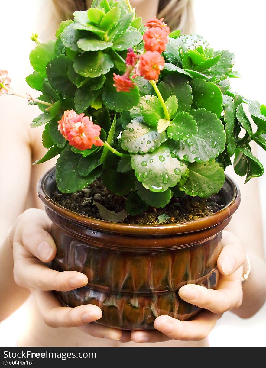 Beauty indoors plant with hands