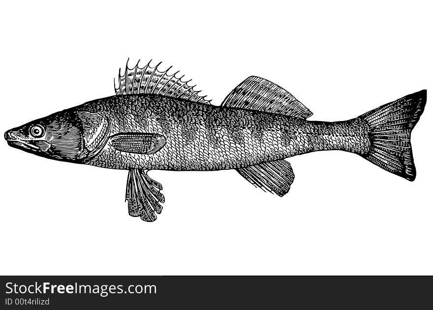 Pike Perch (Lucioperca Lucioperca(latin))