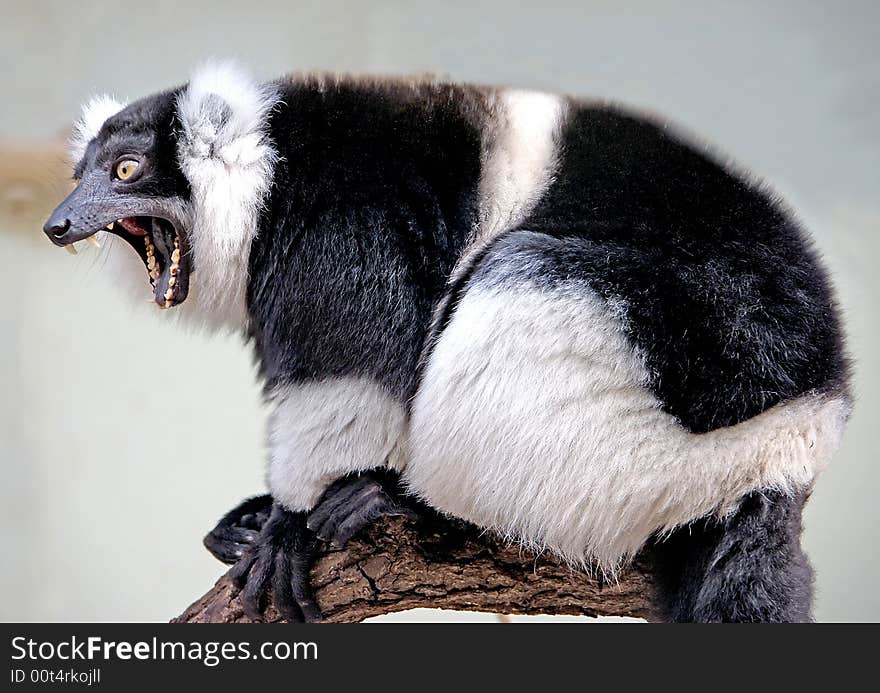 White-belted Ruffed Lemur 3