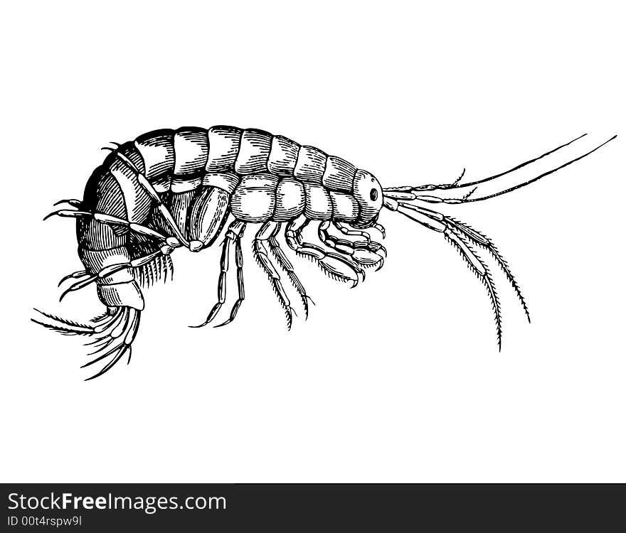 Fine cancer from sort Gammarus (Forage for fishes)