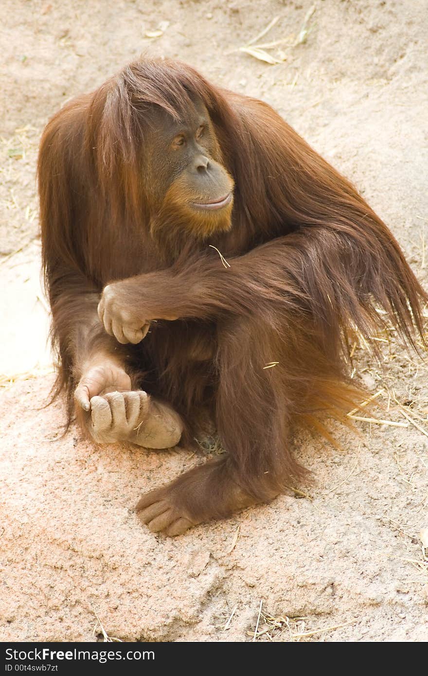 Contemplative Orangutan