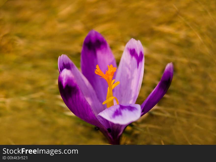 Crocus