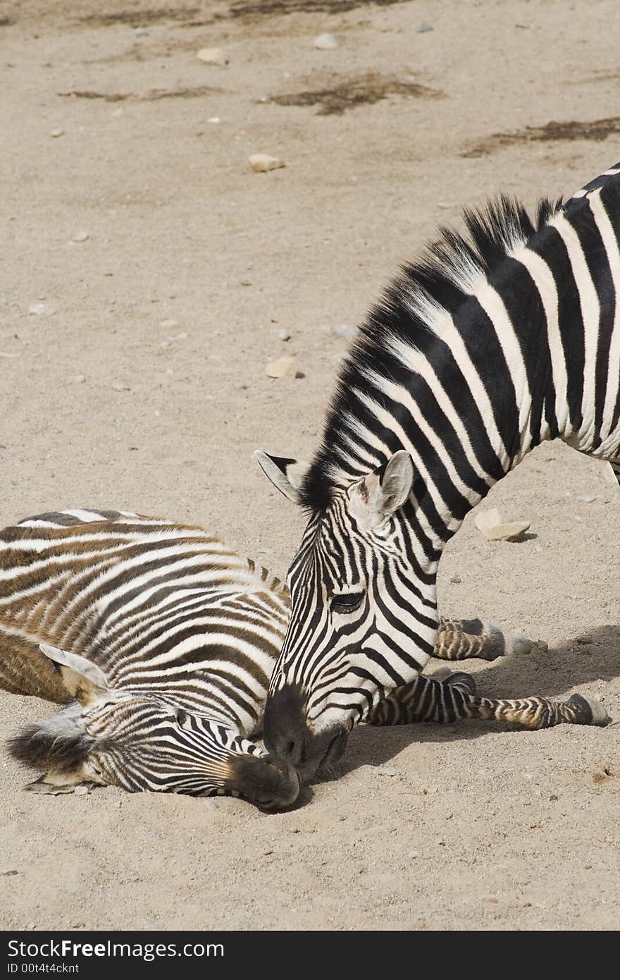 An adult zebra is waking up an adolescent, or younger, zebra from an afternoon nap. Taken at Albuquerque Zoo. An adult zebra is waking up an adolescent, or younger, zebra from an afternoon nap. Taken at Albuquerque Zoo.