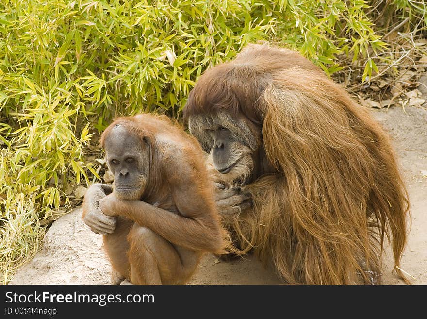 Two Orangutans of different sizes are squatting as if in deep thought. Taken at Albuquerque Zoo. Two Orangutans of different sizes are squatting as if in deep thought. Taken at Albuquerque Zoo.