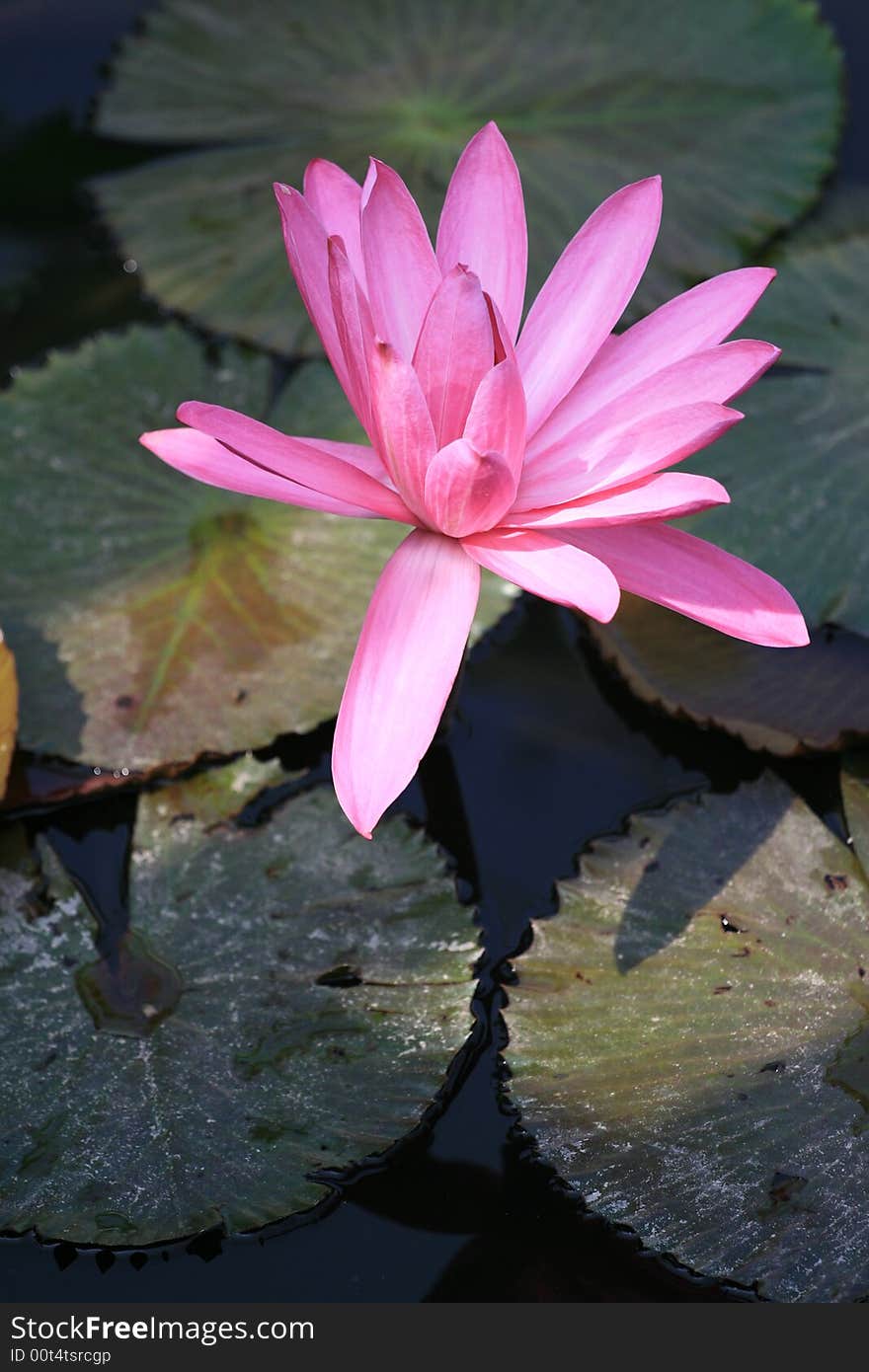 Pink lotus, in sunshine