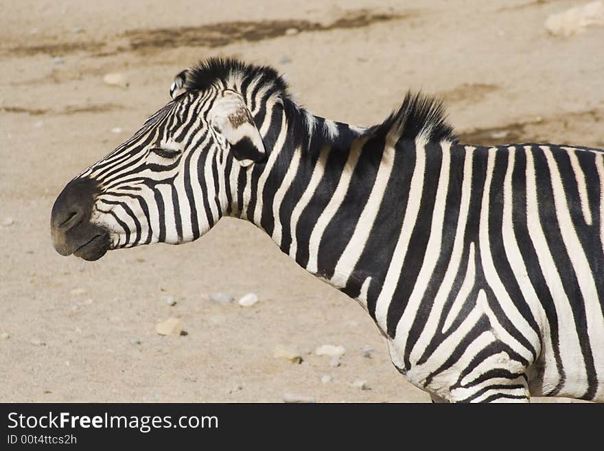 An adult zebra is shaking its mane. Taken at Albuquerque Zoo. An adult zebra is shaking its mane. Taken at Albuquerque Zoo.