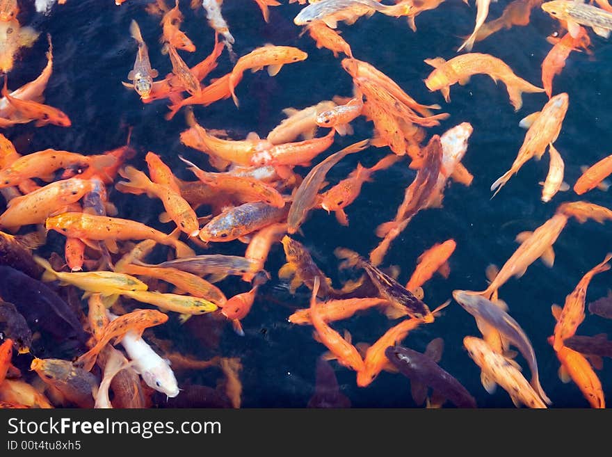 Carps come to furface of water for foods