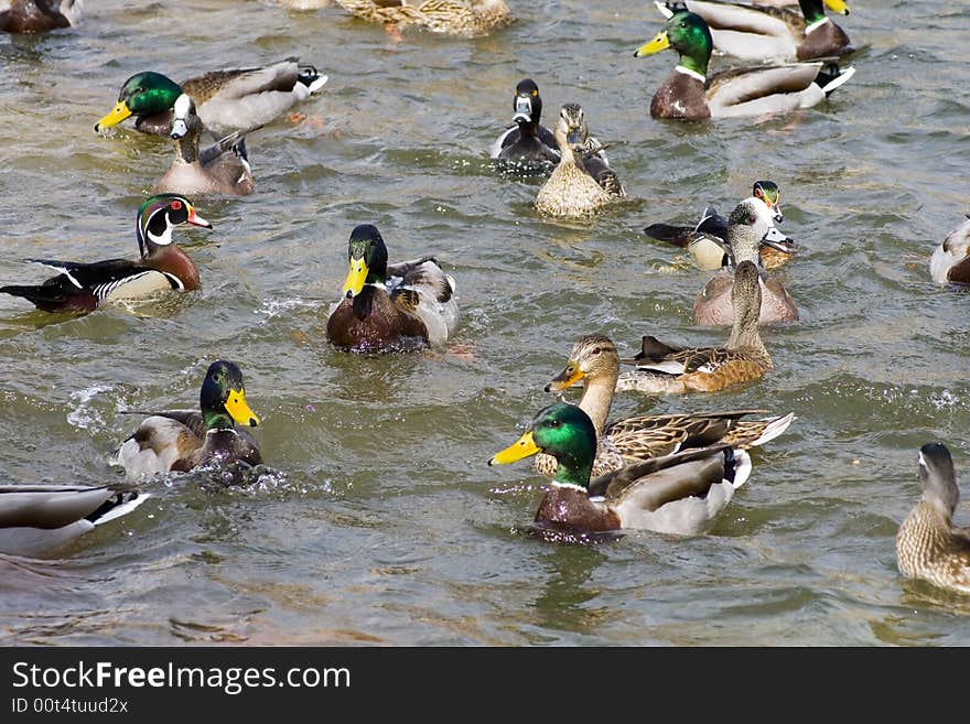 Many species of ducks showing activity and competition. Many species of ducks showing activity and competition.