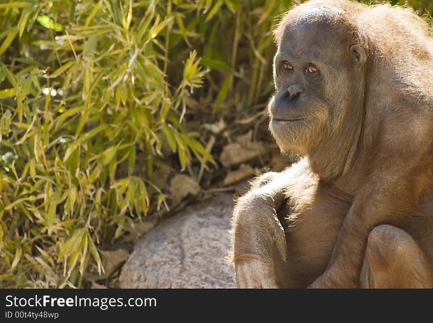 Orangutan Looking at Viewer