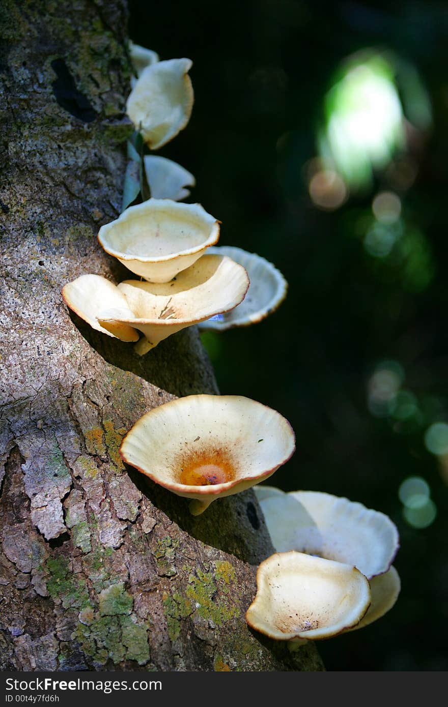 A shot of tropical fungi growing on a tree