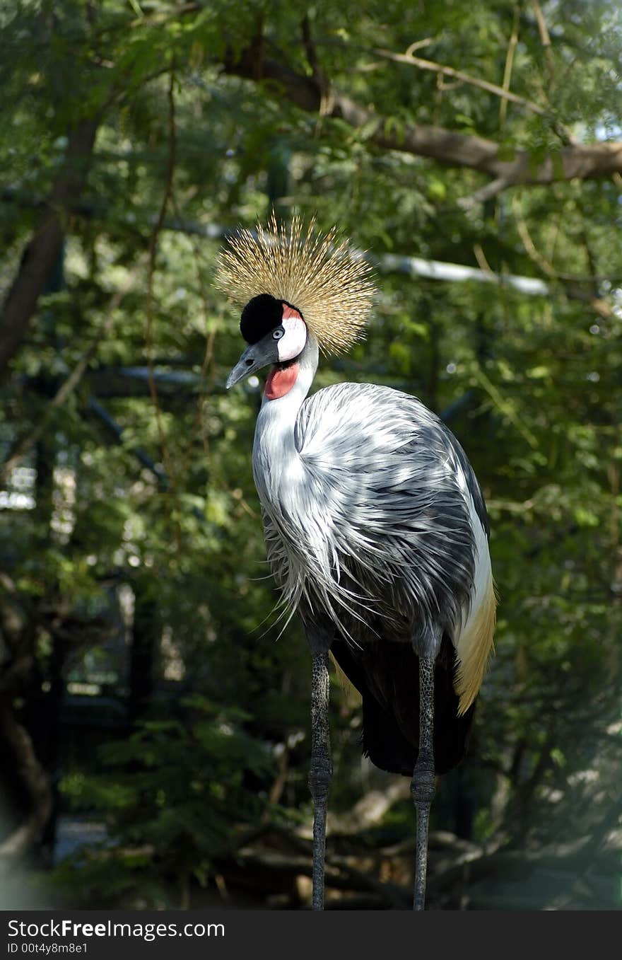 Crested crane