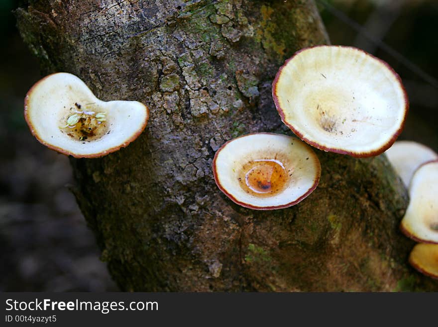 A shot of tropical fungi growing on a tree