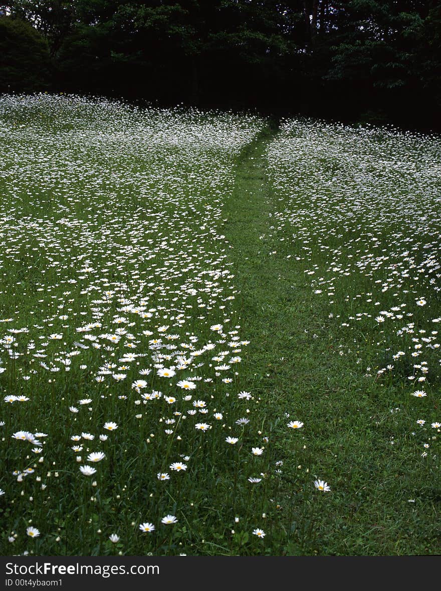 One way white flowers road in garden. One way white flowers road in garden