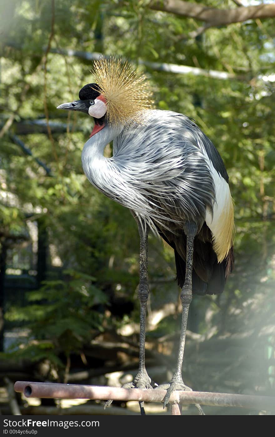 Crested crane