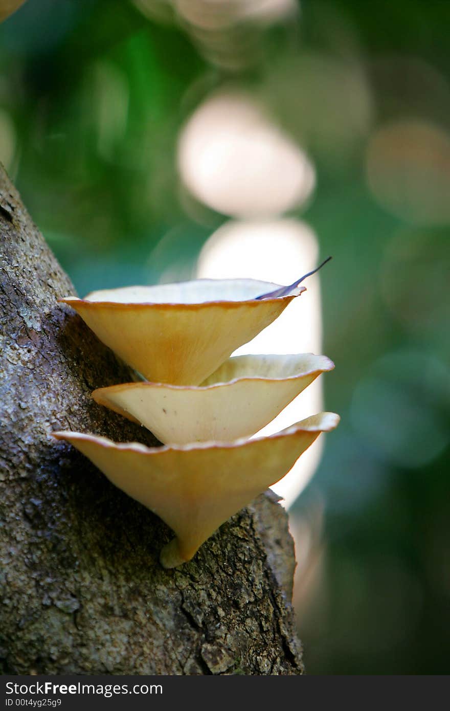 A shot of tropical fungi growing on a tree