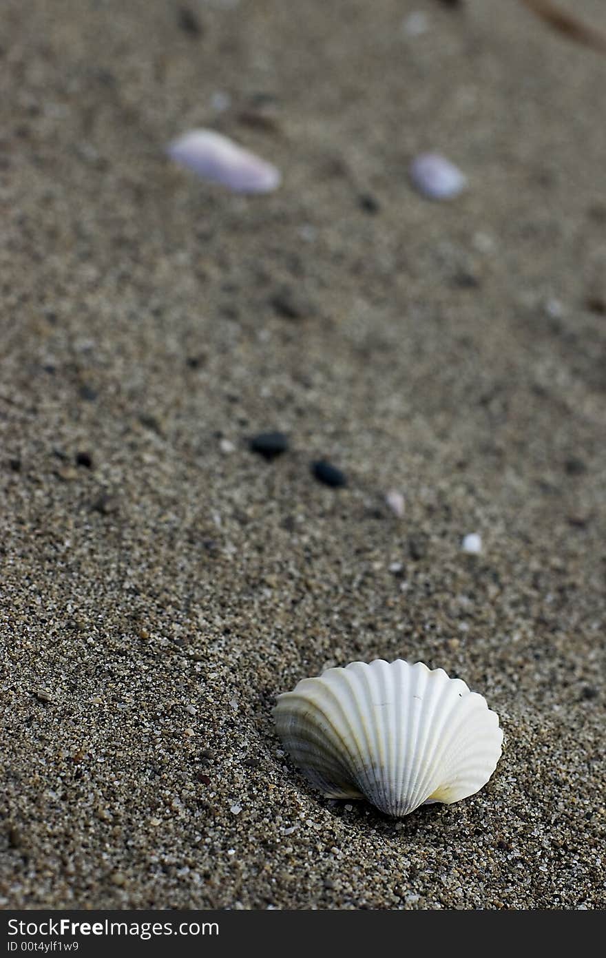 Shell of Tirreno Sea (Toscana - Italy)