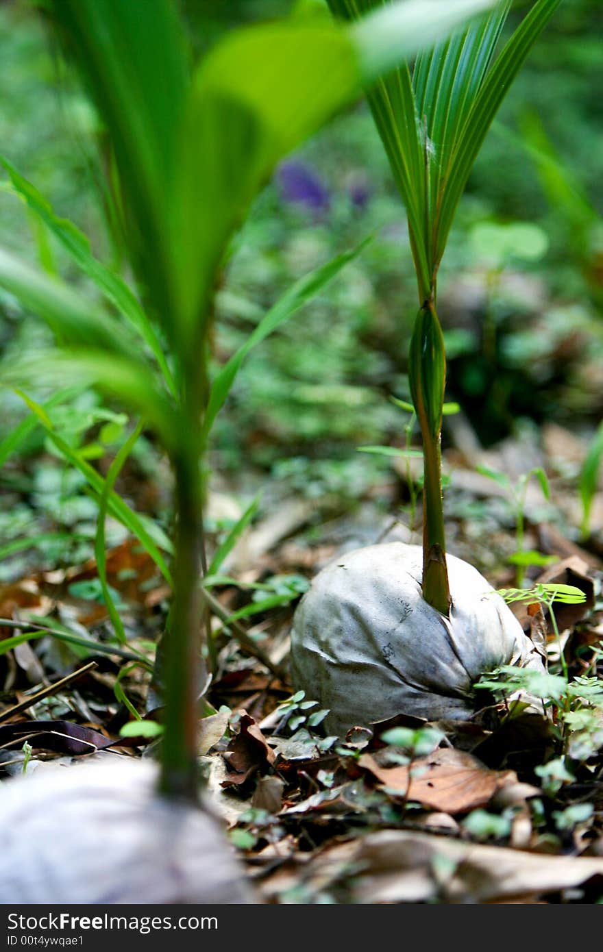 A shot of tropical palm growing. A shot of tropical palm growing