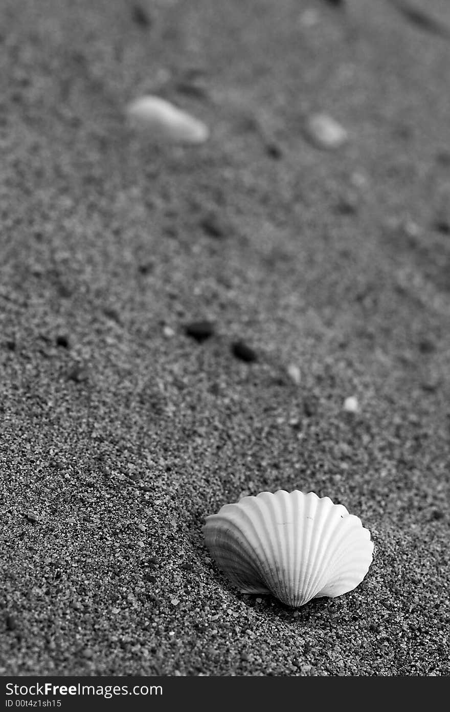 Shell of Tirreno Sea (Tuscany - Italy)