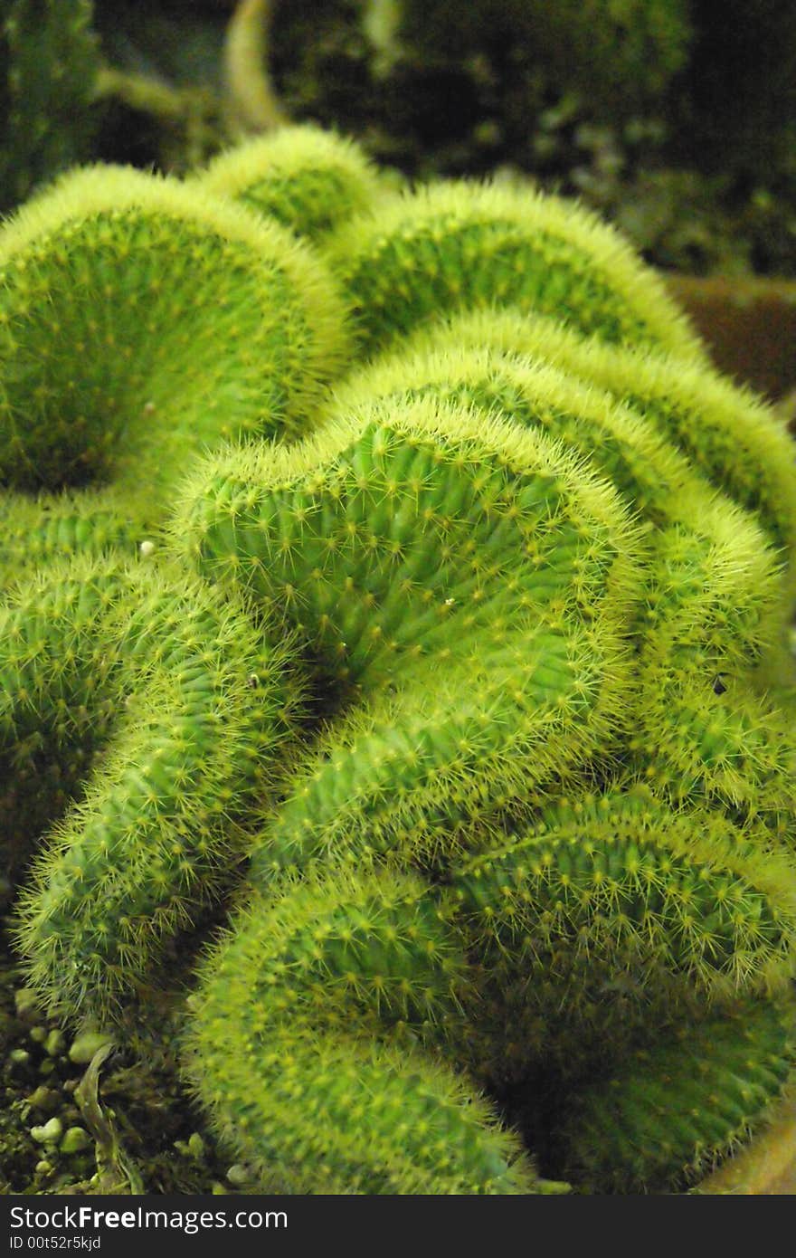 Close-up image of green cactus, sponge-like formation