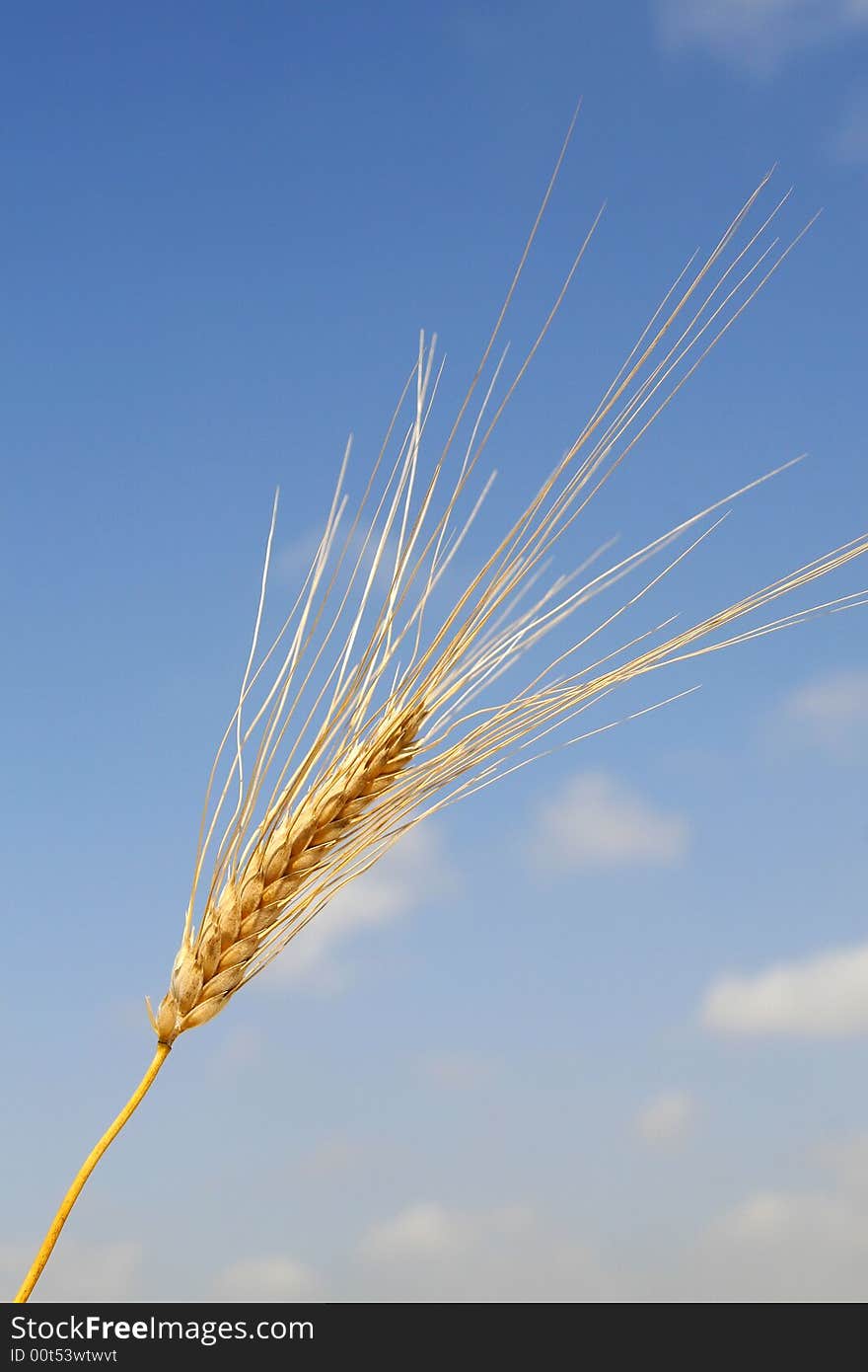 A wheat in a field in cyprus