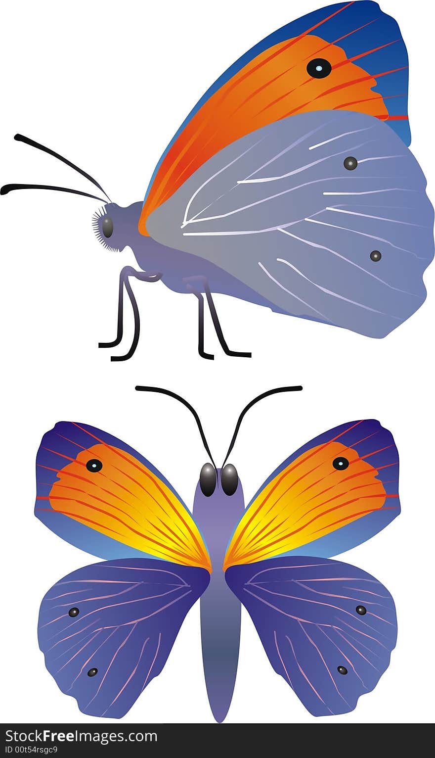 Vector butterfly in two positions. Vector butterfly in two positions