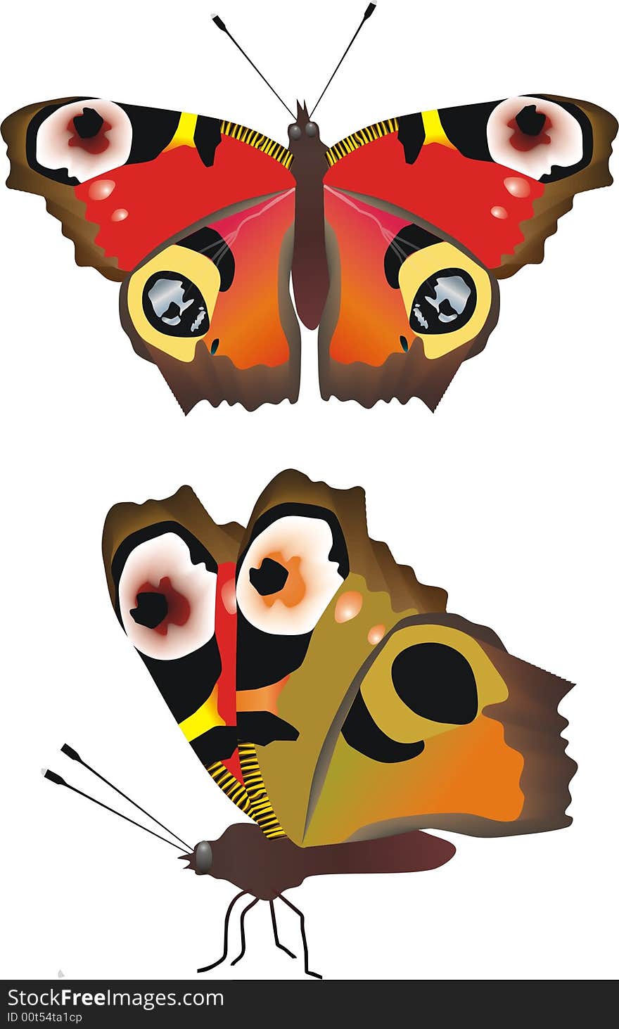 Vector butterfly in two positions. Vector butterfly in two positions