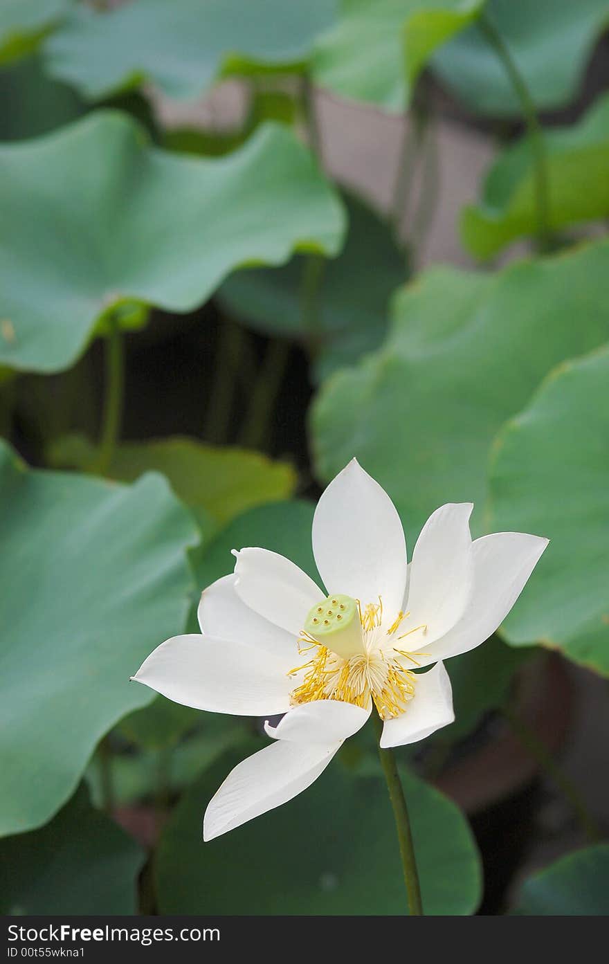 A single lotus flower between the greed lotus pads.SuZhou,China